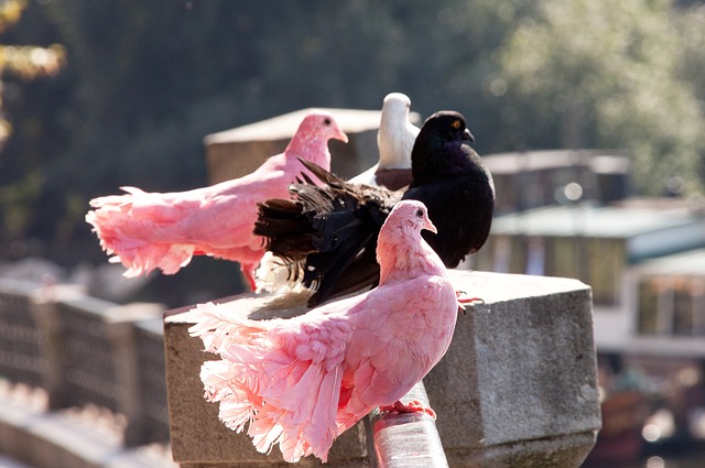 斯潘塞兄弟同日爆发，得分同时创下赛季新高