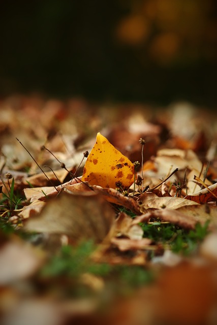 阿拉维斯凭 阿拉维斯凭